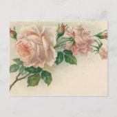 Vintag Rosa Rose Postkarte (Vorderseite)