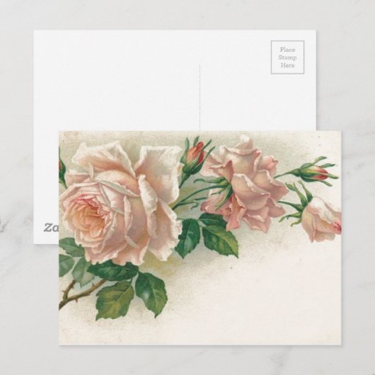 Vintag Rosa Rose Postkarte (Vorne/Hinten)