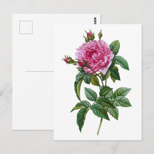 Vintag Rosa Rose Postkarte (Vorne/Hinten)