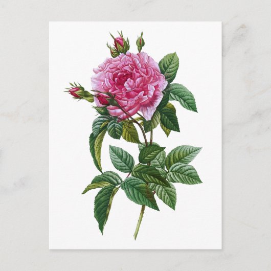Vintag Rosa Rose Postkarte (Vorderseite)