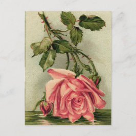 Vintag Rosa Rose Postkarte