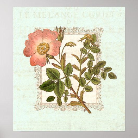 Vintag Rosa Rose Shabby Elegante Poster (Vorne)