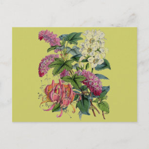Vintag rosa Viktorianische Flora Botanische Schrif Postkarte