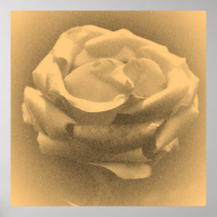 Vintag schöne Rosa Rose Nah-up Poster
