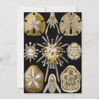 Vintag Sea Urchins Sand Dollars von Ernst Haeckel Einladung
