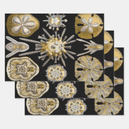 Vintag Sea Urchins Sand Dollars von Ernst Haeckel Geschenkpapier Set