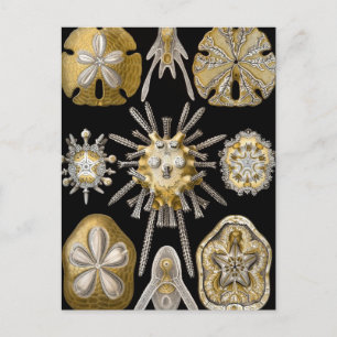 Vintag Sea Urchins Sand Dollars von Ernst Haeckel Postkarte