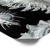 Vintag Seashell Print Poster (Ecke)