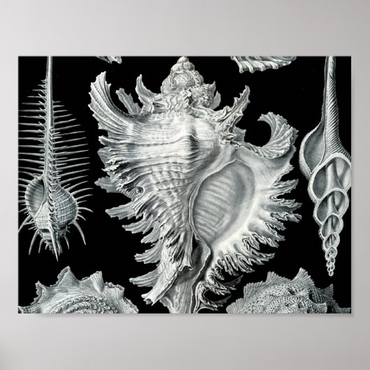 Vintag Seashell Print Poster (Vorne)