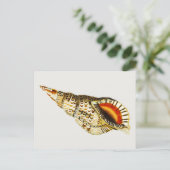Vintag Seashell Trompete Illustration Postkarte (Stehend Vorderseite)