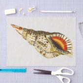 Vintag Seashell Trompete Illustration Seidenpapier (Handwerk)
