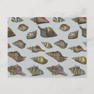 Vintag Seashells Postkarte