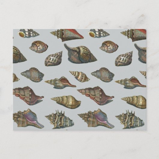 Vintag Seashells Postkarte (Vorderseite)