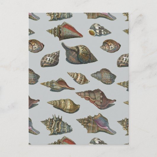 Vintag Seashells Postkarte (Vorderseite)