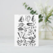 Vintag Seashells Postkarte (Stehend Vorderseite)