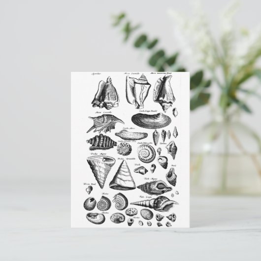Vintag Seashells Postkarte (Stehend Vorderseite)