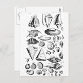 Vintag Seashells Postkarte (Vorne/Hinten)