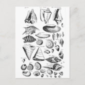 Vintag Seashells Postkarte (Vorderseite)