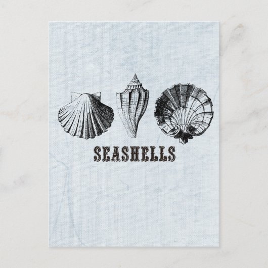 Vintag Seashells Postkarte (Vorderseite)
