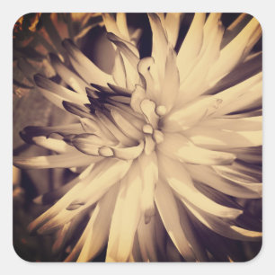 Vintag Sepia Dahlia Blume Quadratischer Aufkleber