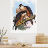 Vintag Shaheen Falcon Bird Poster (Küche)