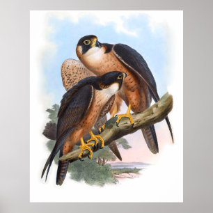 Vintag Shaheen Falcon Bird Poster