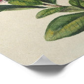 Vintag Shrub Bloom Poster (Ecke)