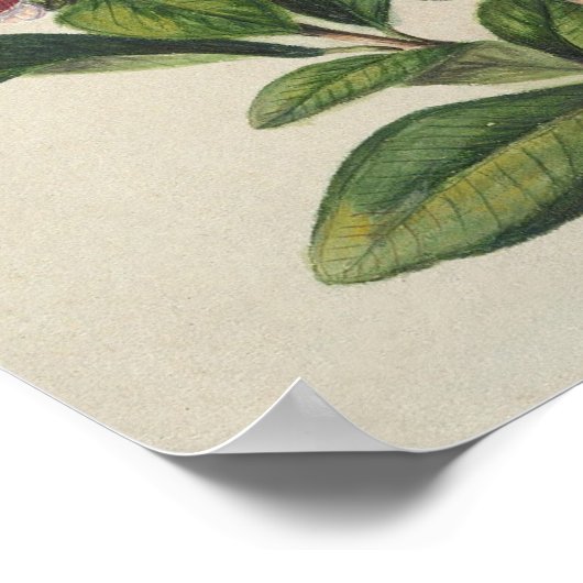 Vintag Shrub Bloom Poster (Ecke)