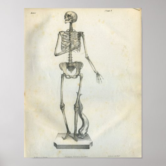 Vintag Skelettdruck 1854 Poster (Vorne)