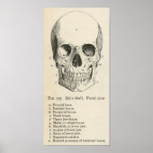 Vintag Skull Anatomie Halloween Poster (Vorne)