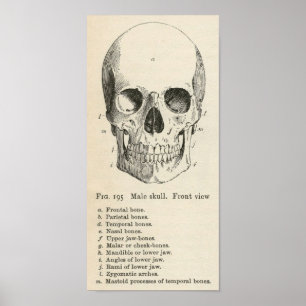 Vintag Skull Anatomie Halloween Poster