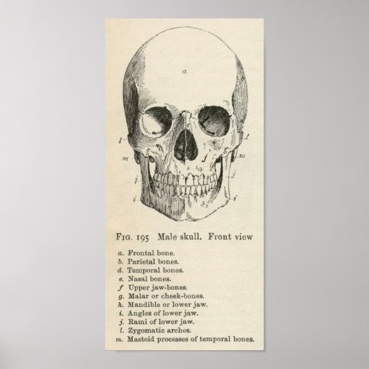 Vintag Skull Anatomie Halloween Poster (Vorne)