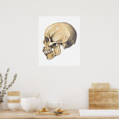 Vintag Skull Anatomy Illustration Poster (Küche)