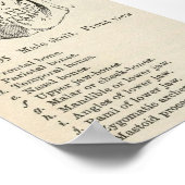 Vintag Skull Poster (Ecke)