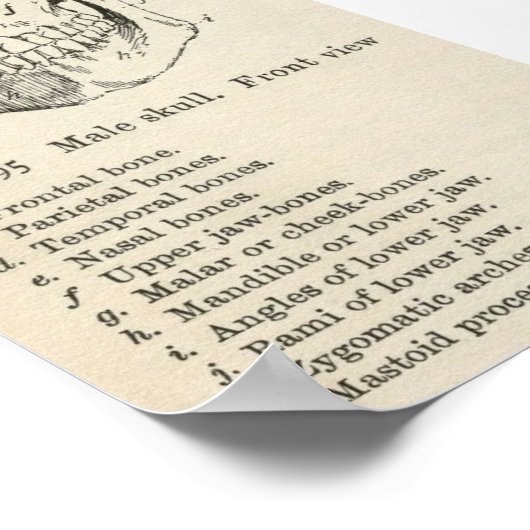 Vintag Skull Poster (Ecke)