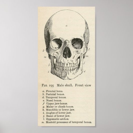 Vintag Skull Poster (Vorne)