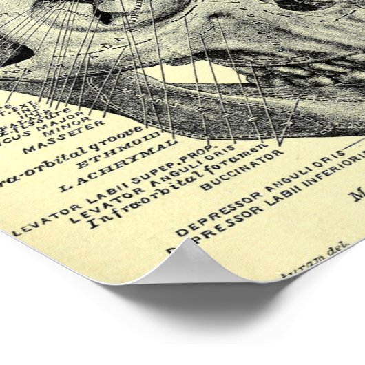 Vintag Skull Poster (Ecke)