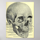 Vintag Skull Poster (Vorne)