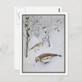 Vintag Snow Bunting - Robert Bruce Horsfall Postkarte (Vorne/Hinten)