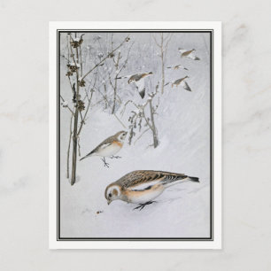 Vintag Snow Bunting - Robert Bruce Horsfall Postkarte