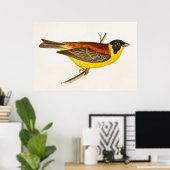Vintag Song Bird Illustration - Vögel des 18. Jahr Poster (Heimbüro)