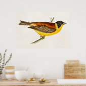 Vintag Song Bird Illustration - Vögel des 18. Jahr Poster (Küche)