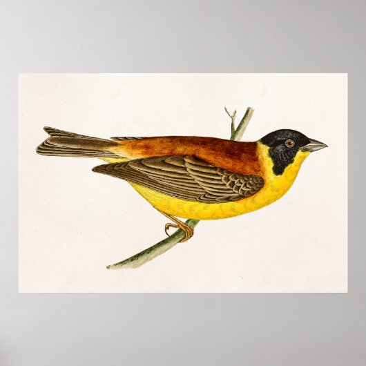 Vintag Song Bird Illustration - Vögel des 18. Jahr Poster (Vorne)