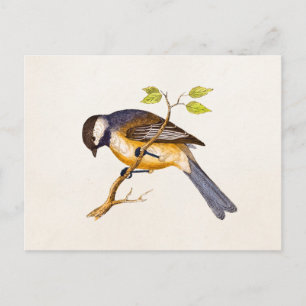 Vintag Song Bird Illustration - Vögel des 18. Jahr Postkarte