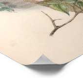 Vintag Sparrow Hawk Bird Poster (Ecke)