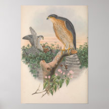 Vintag Sparrow Hawk Bird