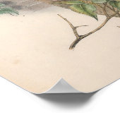 Vintag Sparrow Hawk Bird Poster (Ecke)