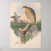 Vintag Sparrow Hawk Bird Poster (Vorne)
