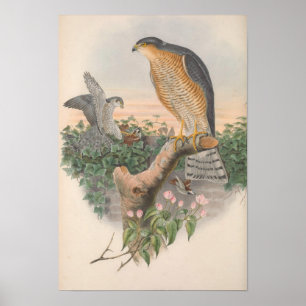Vintag Sparrow Hawk Bird Poster
