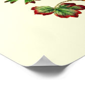 Vintag Star Anemone Blume Poster (Ecke)